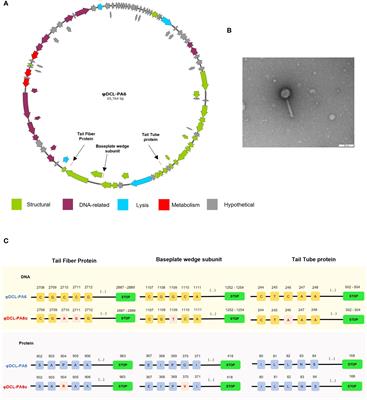 Resistance against two lytic phage variants attenuates virulence and antibiotic resistance in Pseudomonas aeruginosa